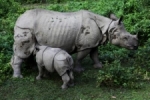 Nepal neushoorn met baby.jpg